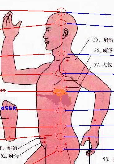 提高班日记 天舒的练功日记  我们智能功的丹田位置和下图的一样的吗?